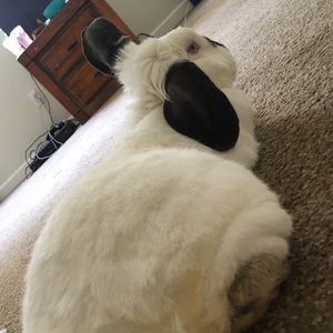 Meet your Posher, Bella